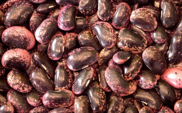 Large Black Speckled Kidney Bean