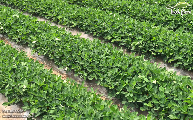 Latest News About 2017 Peanut Planting In China