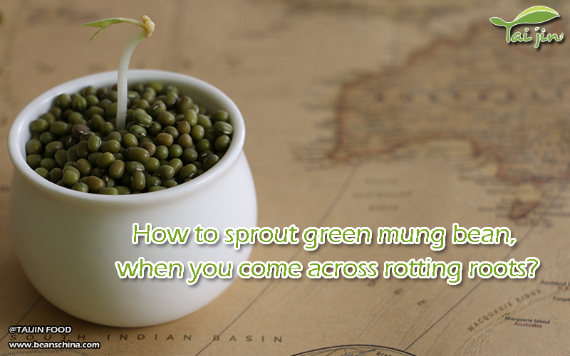 How to sprout green mung bean, when you come across rotting roots